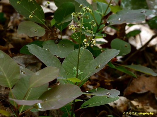 {Cotinus coggygria}